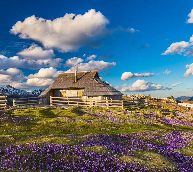 A mountain hut surrounded by a meadow filled with saffron flowers and hills in the background.